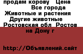 продам корову › Цена ­ 70 000 - Все города Животные и растения » Другие животные   . Ростовская обл.,Ростов-на-Дону г.